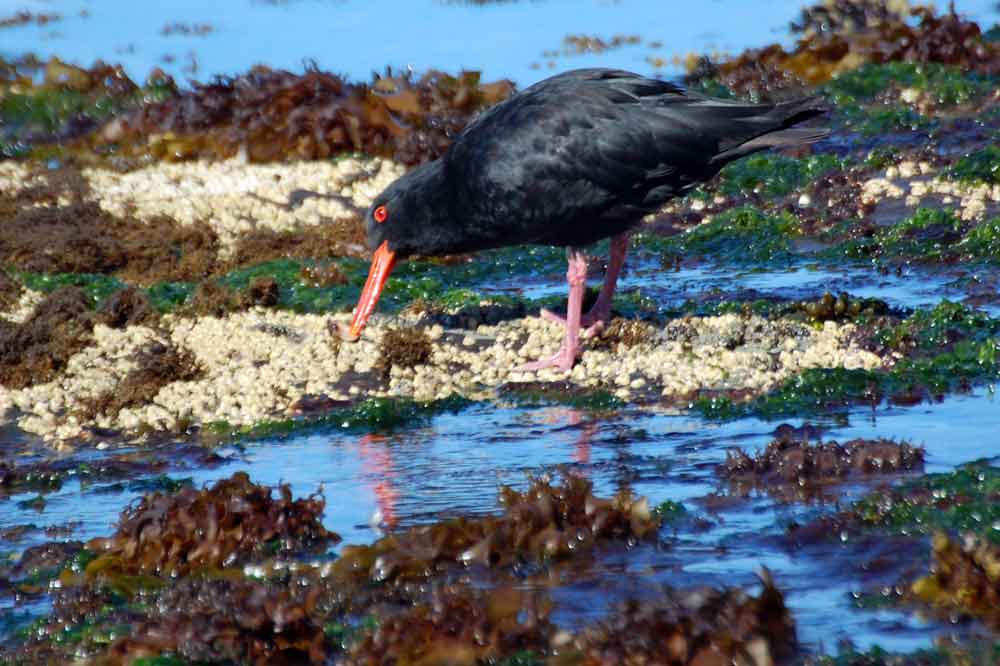 Beccaccia di mare variabile (Haematopus unicolor)- N.Zelanda