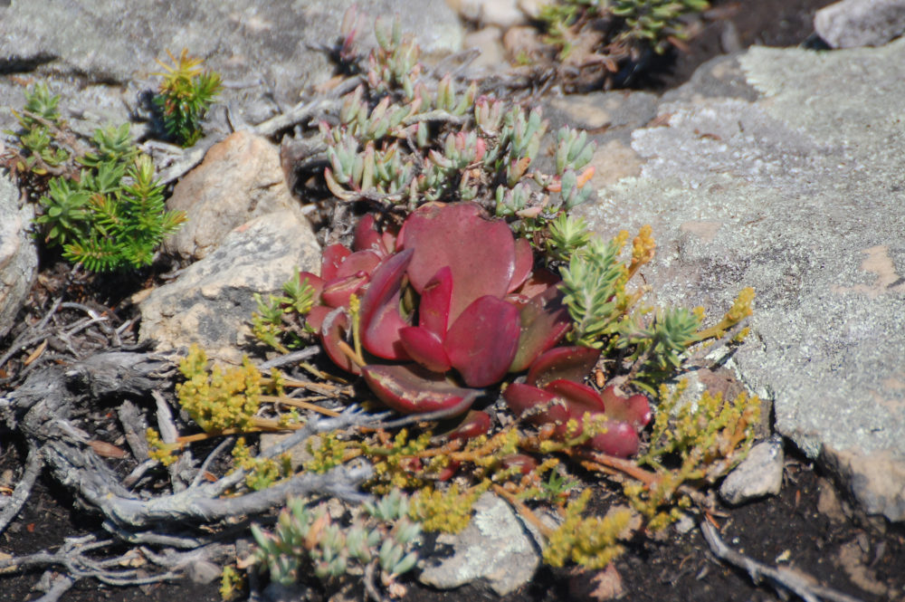 dal Sud Africa: Crassula atropurpurea  var. atropurpurea