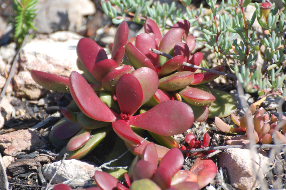 dal Sud Africa: Crassula atropurpurea  var. atropurpurea