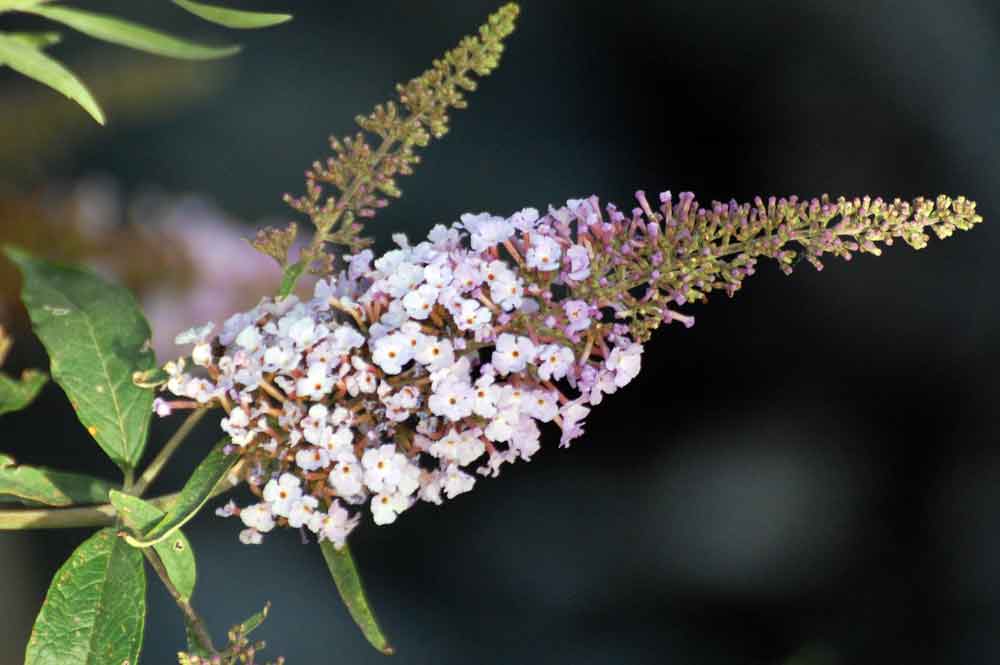 Buddleja davidii (Scrophulariaceae) - Nuova Zelanda