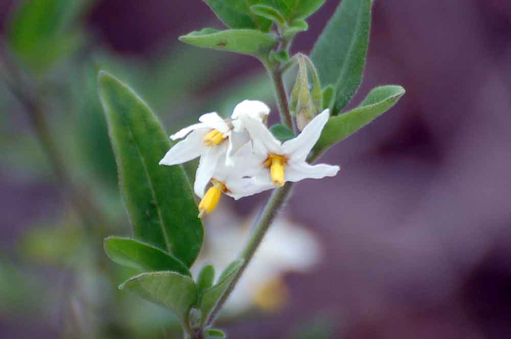 Solanum chenopodioides (Solanaceae) - Nuova Zelanda