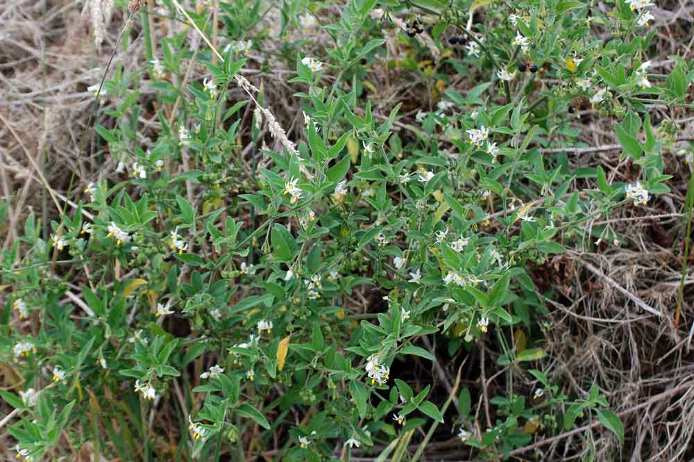 Solanum chenopodioides (Solanaceae) - Nuova Zelanda