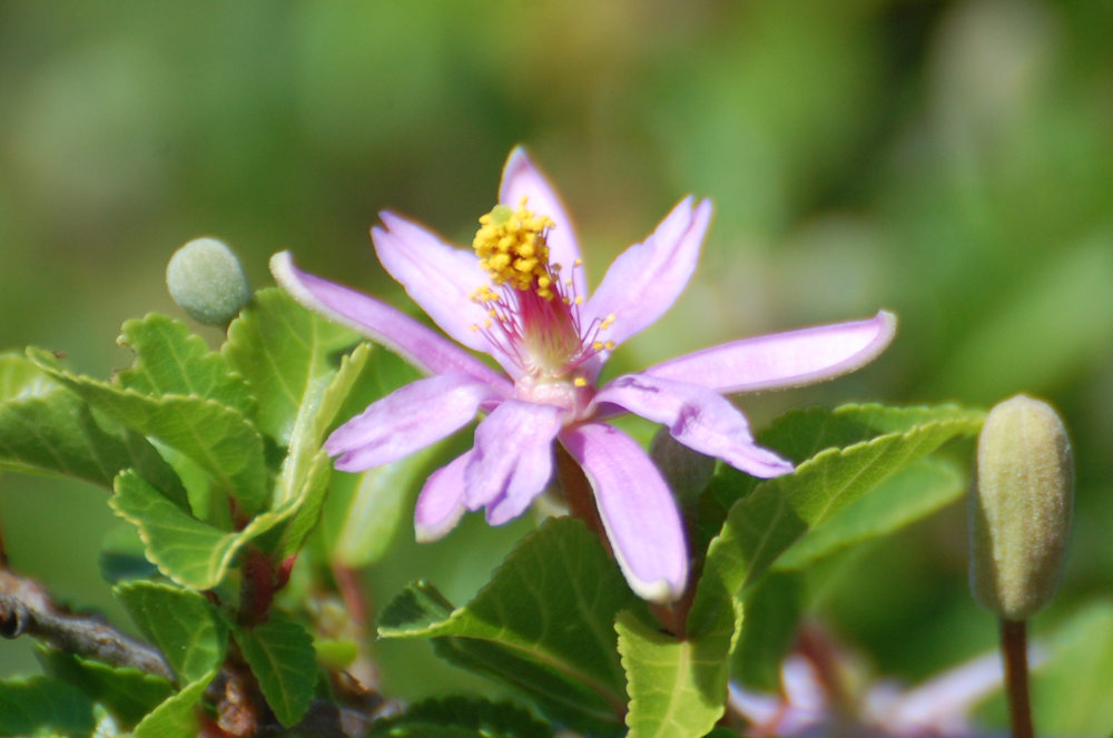 dal Sud Africa: Grewia occidentalis (Malvaceae)