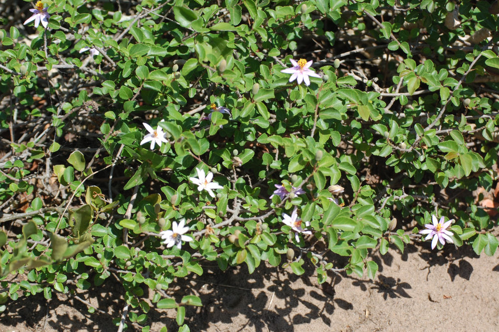 dal Sud Africa: Grewia occidentalis (Malvaceae)