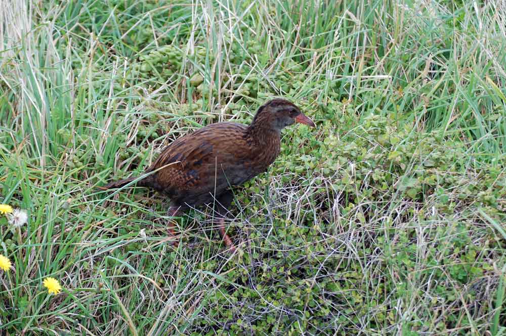 Weka - Nuova Zelanda