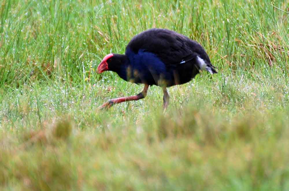 Pollo sultano - Nuova Zelanda