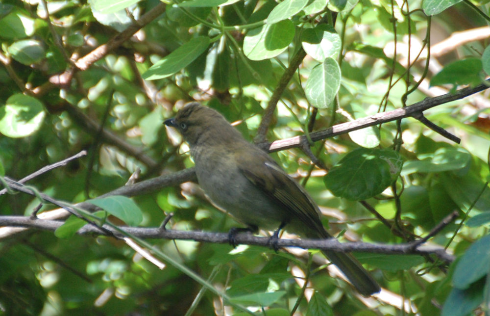 dal Sud Africa: Bulverde scuro (Andropadus importunus)