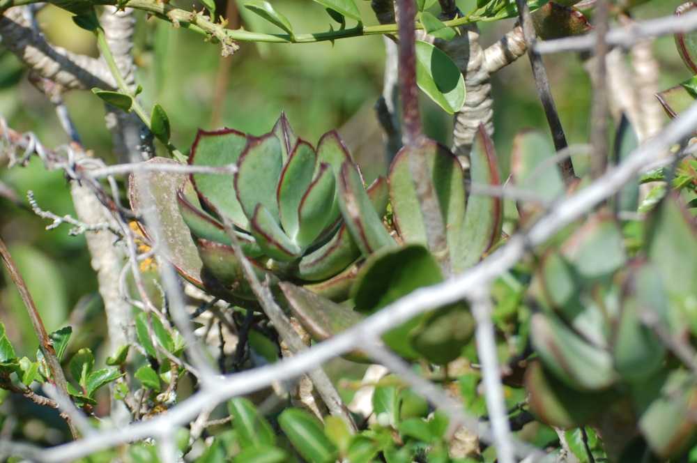 dal Sud Africa: Cotyledon orbiculata (Crassulaceae)