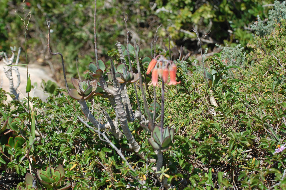 dal Sud Africa: Cotyledon orbiculata (Crassulaceae)