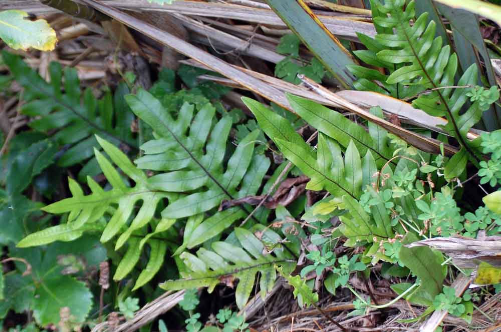 Microsorum pustulatum pustulatum (Polipodiaceae)- N. Zelanda