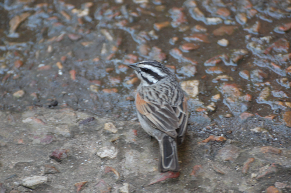 dal Sud Africa: Zigolo del Capo (Emberiza capensis)