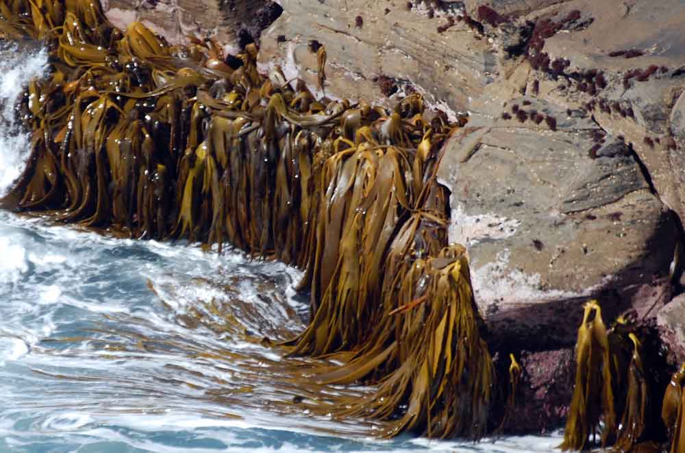 Alga:  Durvillaea sp.   - Nuova Zelanda