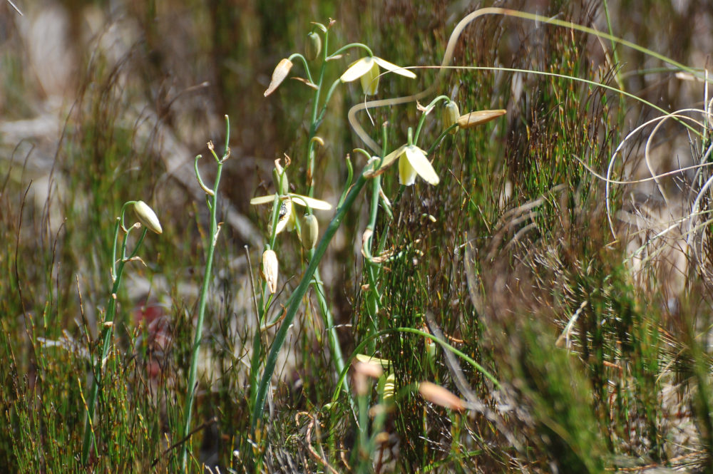 dal Sud Africa: Albuca sp. (Asparagaceae)