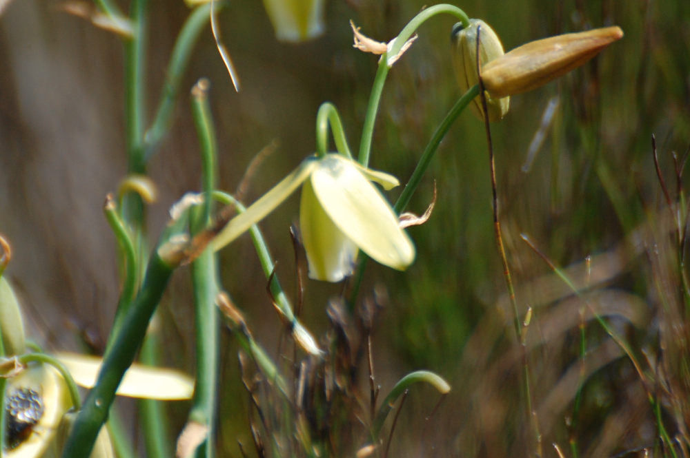 dal Sud Africa: Albuca sp. (Asparagaceae)