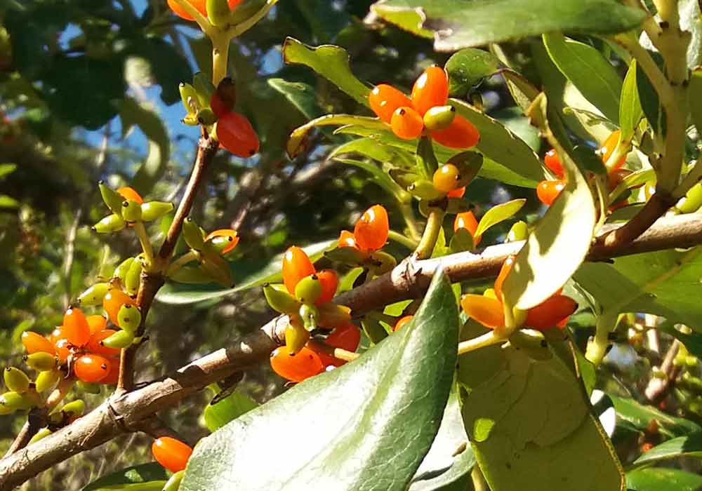 Coprosma sp. (Rubiaceae) - Nuova Zelanda