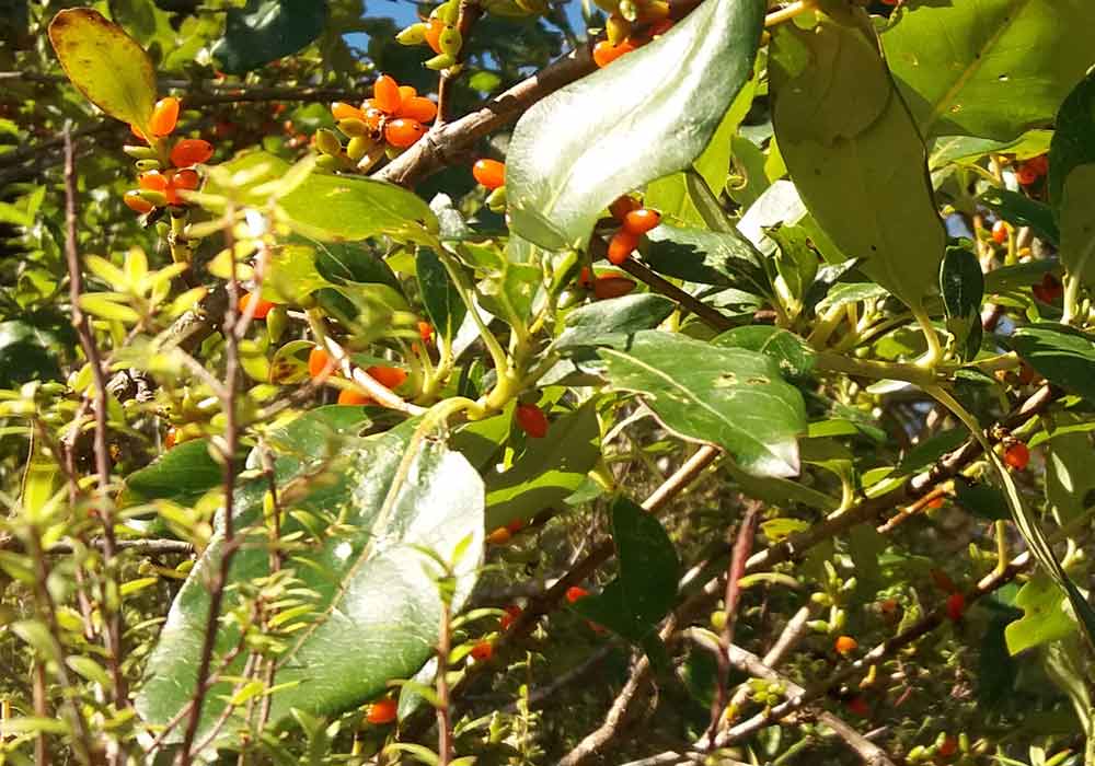 Coprosma sp. (Rubiaceae) - Nuova Zelanda