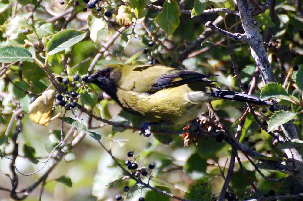 Uccello campanaro: Anthornis melanura - Nuova Zelanda