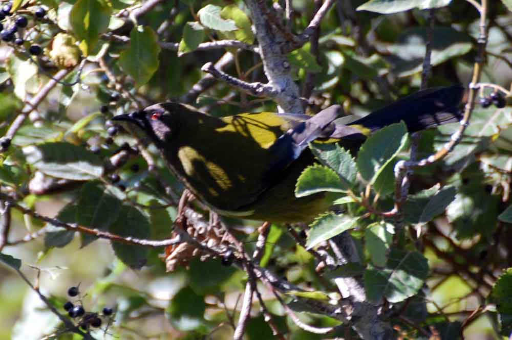 Uccello campanaro: Anthornis melanura - Nuova Zelanda