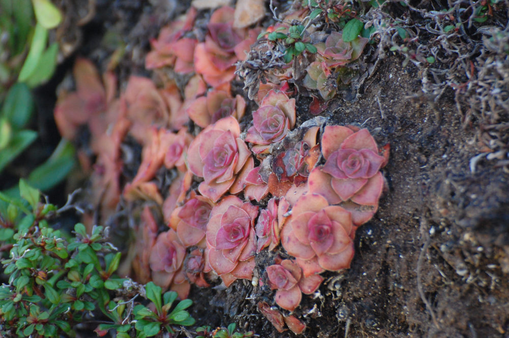 dal Sud Africa: Crassula orbicularis (Crassulaceae)