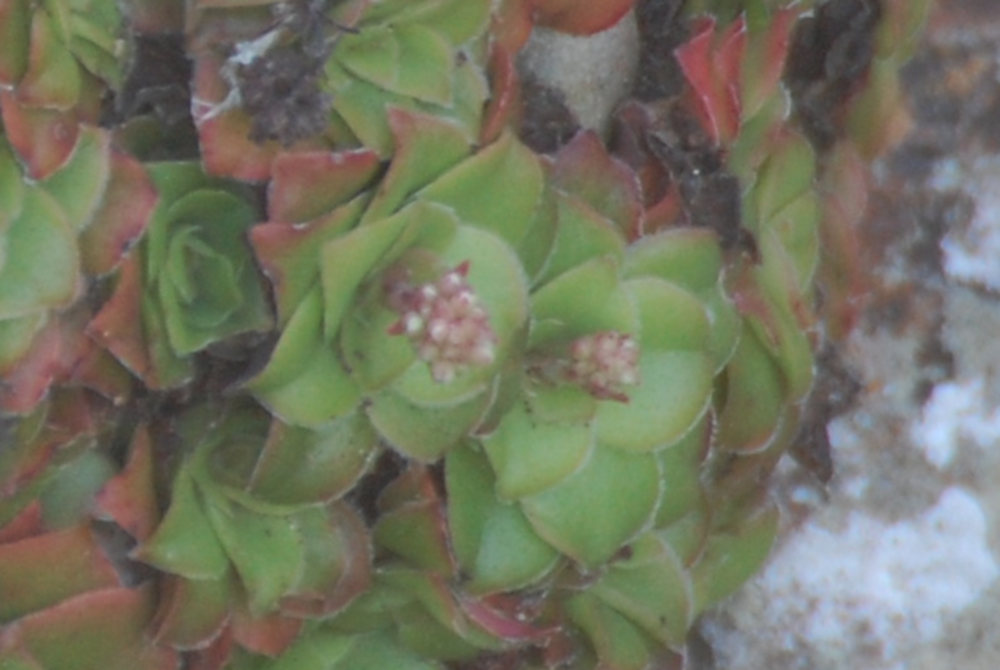 dal Sud Africa: Crassula orbicularis (Crassulaceae)