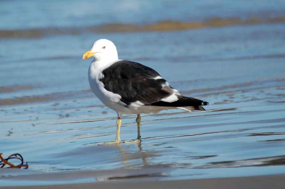 Gabbiano: Larus dominicanus - Nuova Zelanda