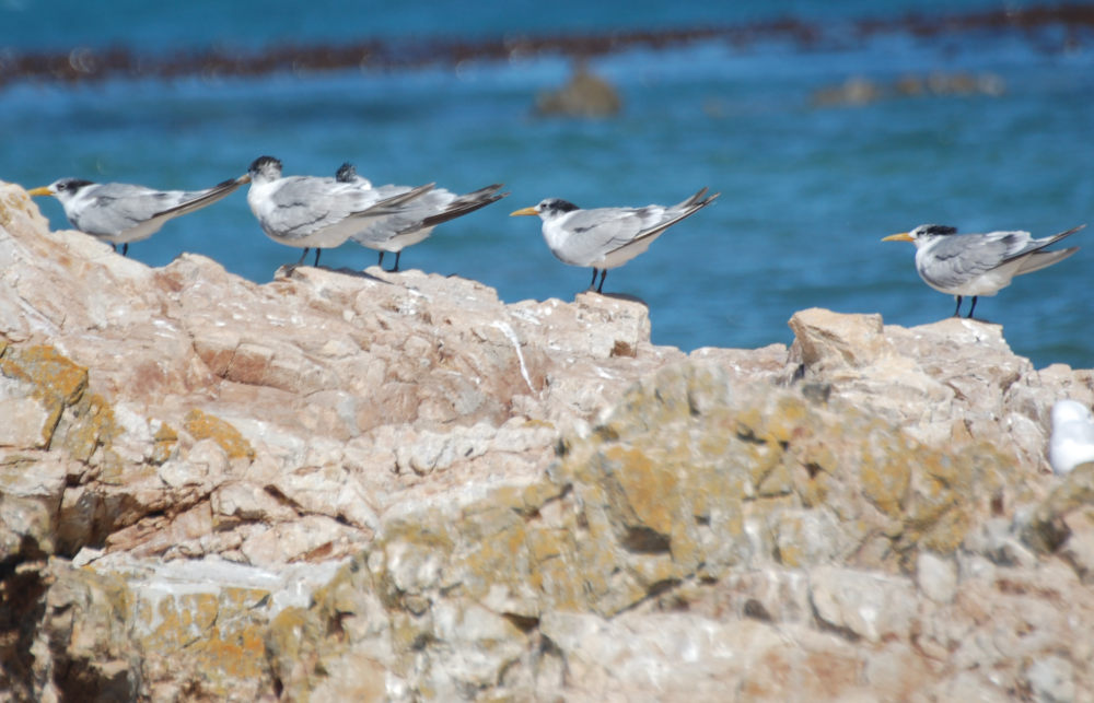 dal Sud Africa: Sterna di Bergius (Thalasseus bergii)