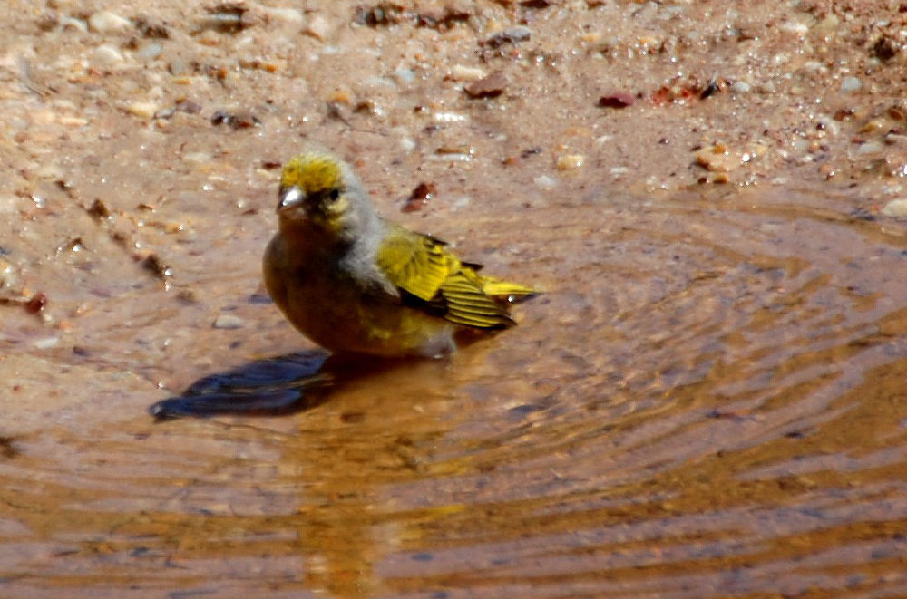 dal Sud Africa: Canarino del Capo (Serinus canicollis)