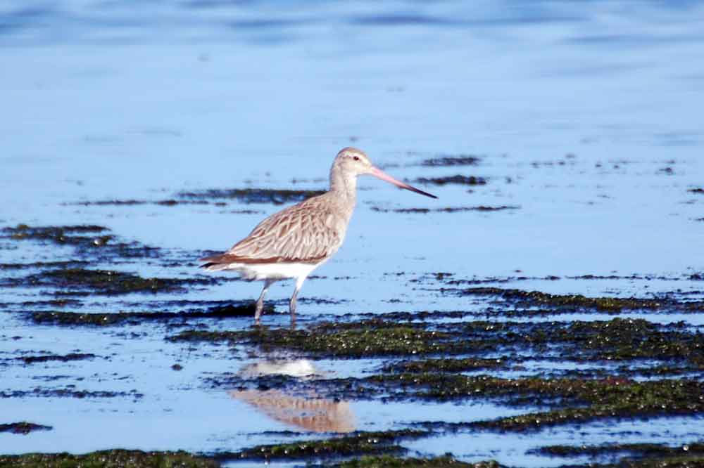 Pittima minore / Limosa lapponica - Nuova Zelanda