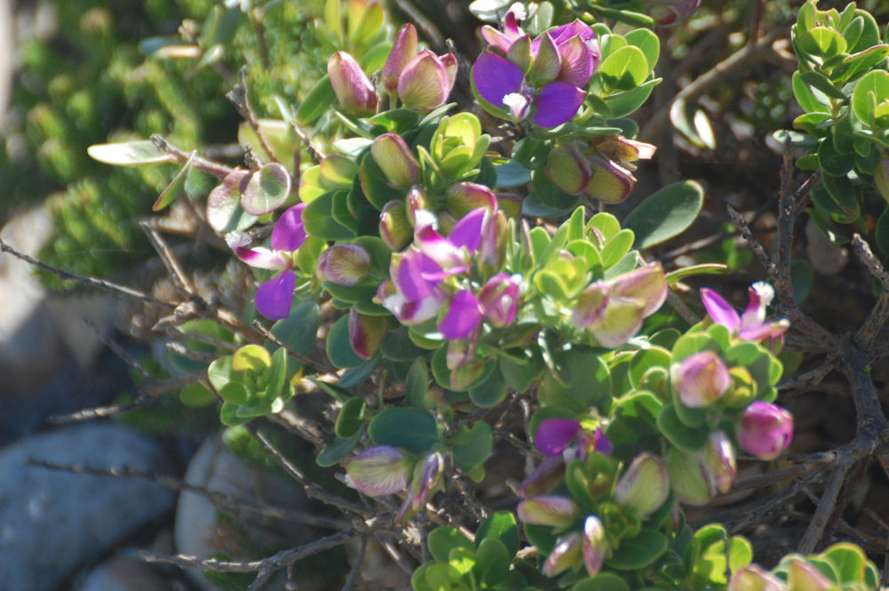 dal Sud Africa: Polygala cfr. fruticosa (Polygalaceae)