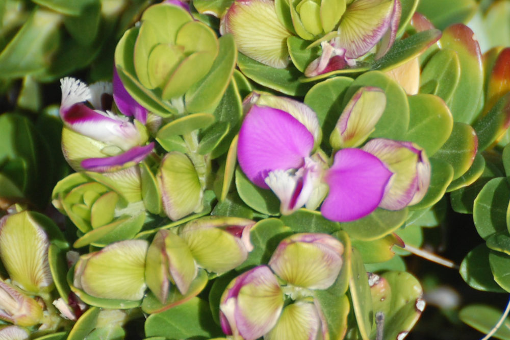 dal Sud Africa: Polygala cfr. fruticosa (Polygalaceae)