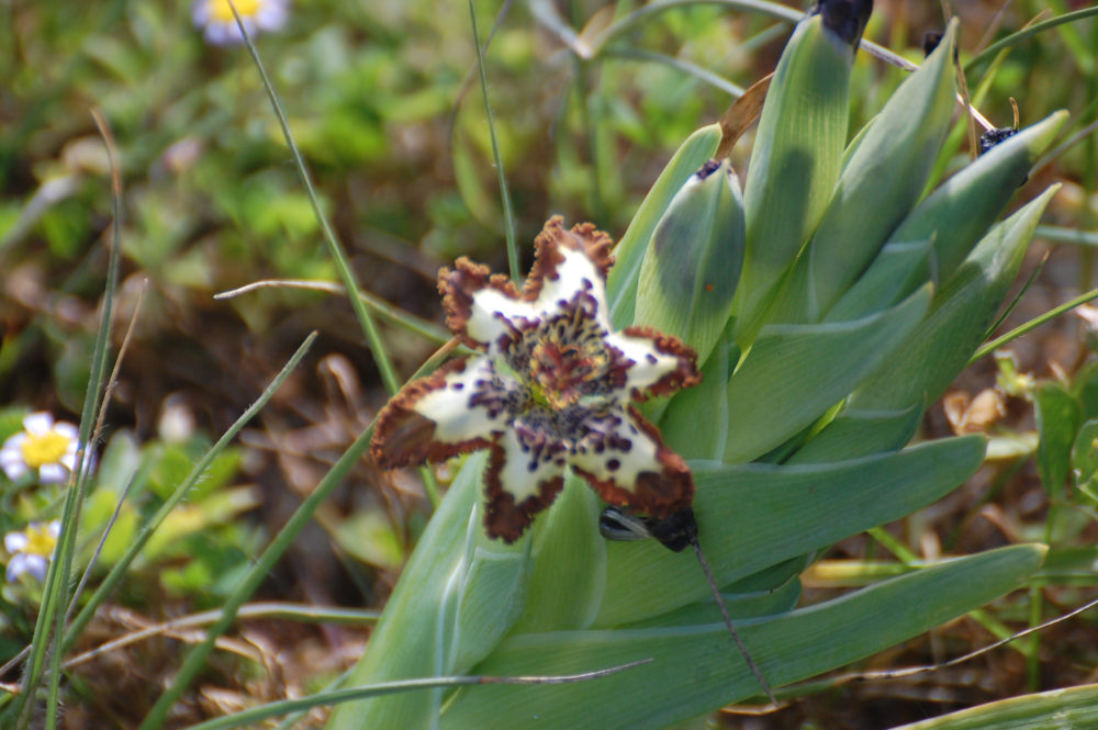 dal Sud Africa: Ferraria crispa (Iridaceae)