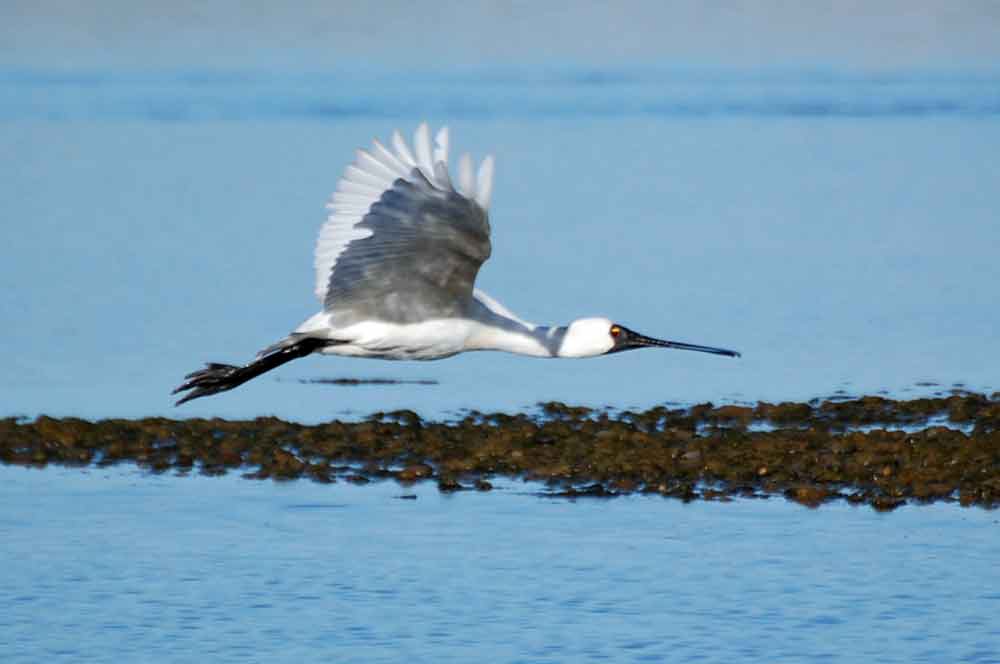 Spatola: Platalea regia - Nuova Zelanda