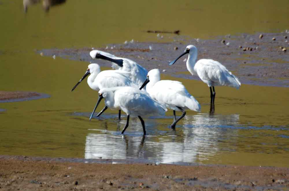 Spatola: Platalea regia - Nuova Zelanda