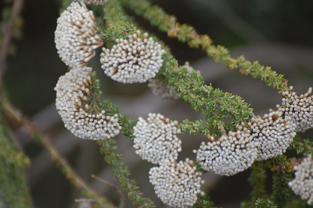 dal Sud Africa: Metalasia muricata (Asteraceae)