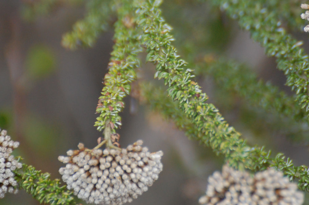 dal Sud Africa: Metalasia muricata (Asteraceae)