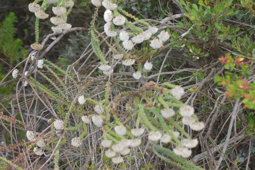 dal Sud Africa: Metalasia muricata (Asteraceae)