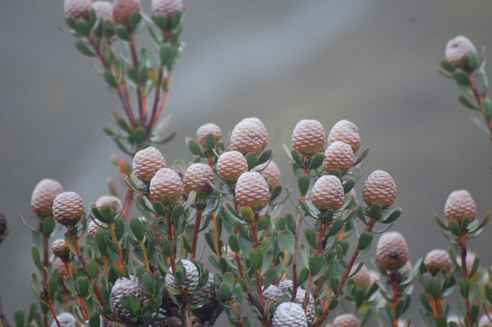 dal Sud Africa: Leucadendron muirii  (Proteaceae)