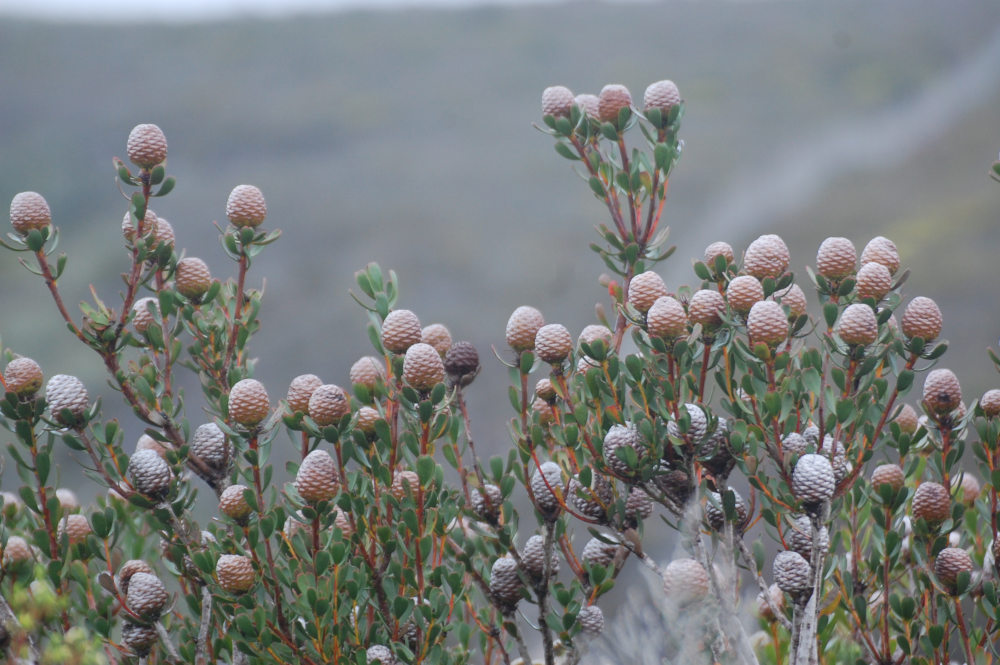 dal Sud Africa: Leucadendron muirii  (Proteaceae)