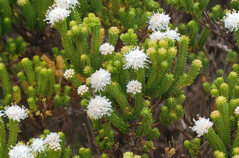 dal Sud Africa: Agathosma collina (Rutaceae)