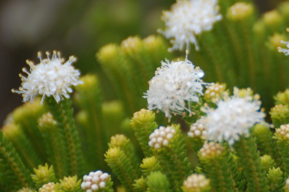 dal Sud Africa: Agathosma collina (Rutaceae)