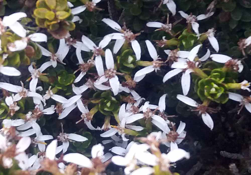 Olearia nummulariifolia (Asteraceae) - Nuova Zelanda