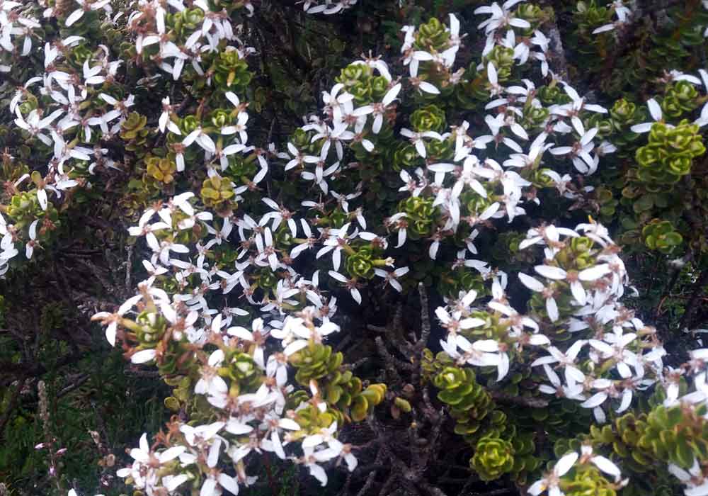 Olearia nummulariifolia (Asteraceae) - Nuova Zelanda