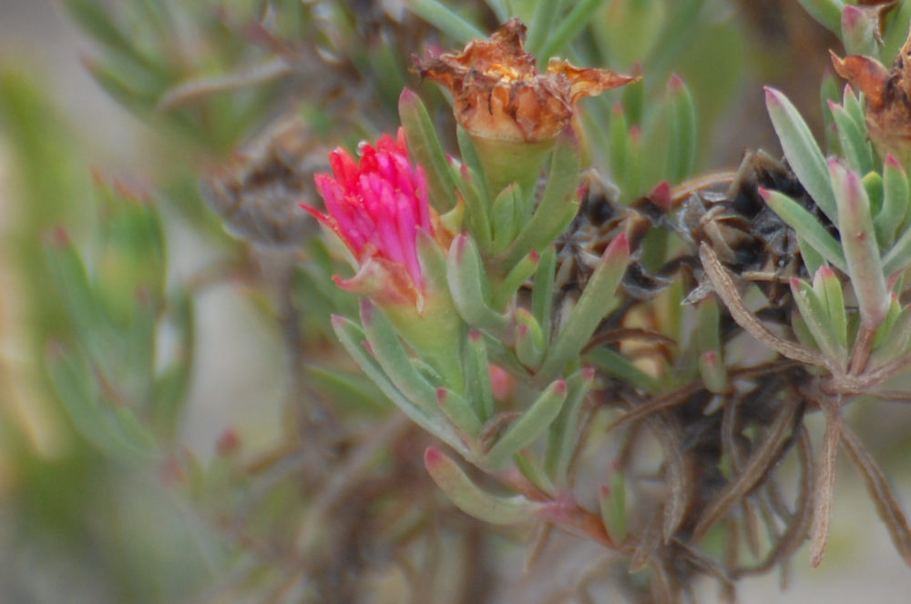 dal Sud Africa: Lampranthus fergusoniae (Aizoaceae)