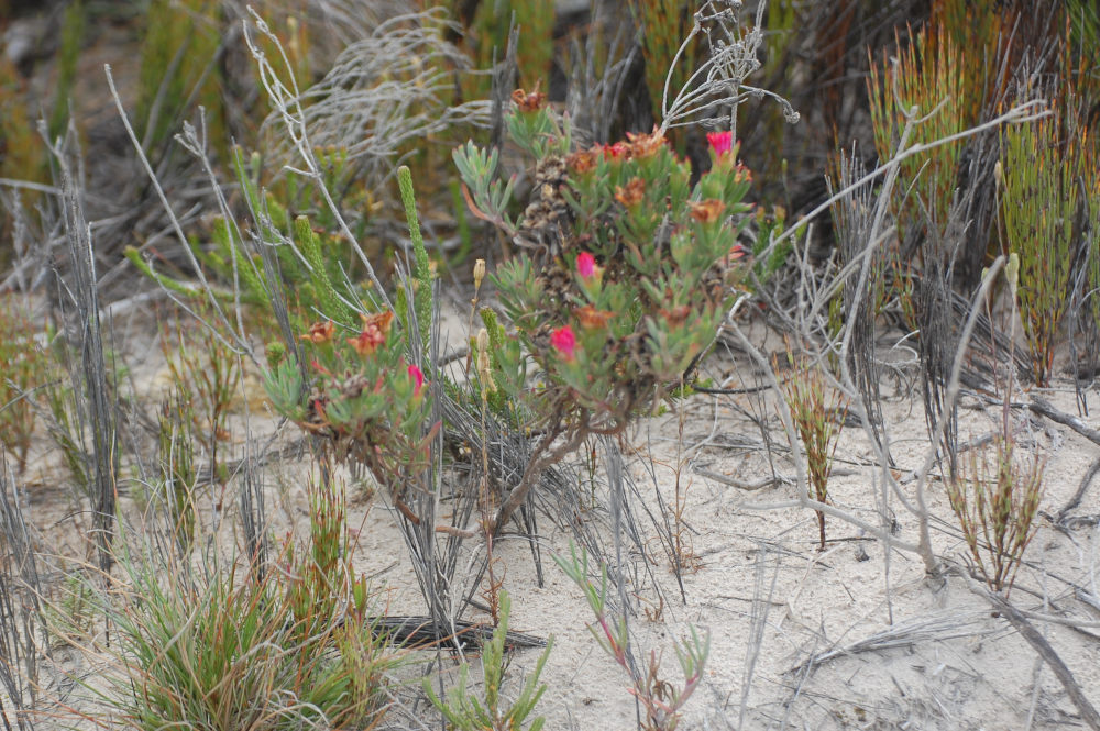 dal Sud Africa: Lampranthus fergusoniae (Aizoaceae)