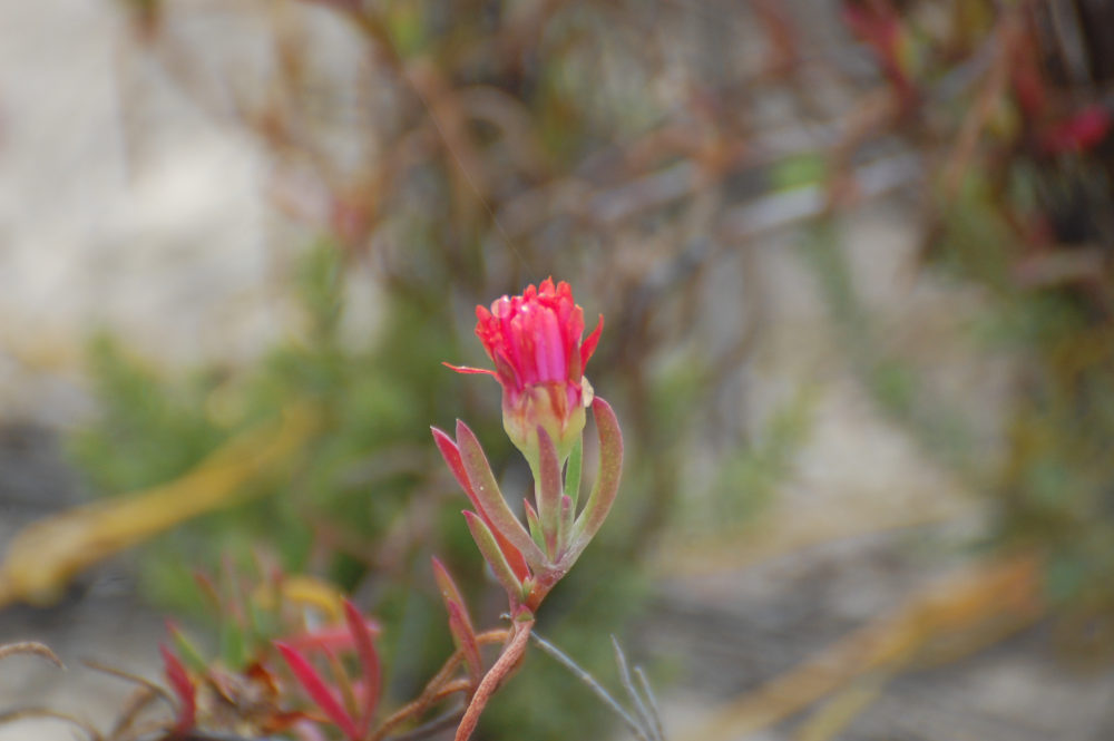 dal Sud Africa: Lampranthus fergusoniae (Aizoaceae)