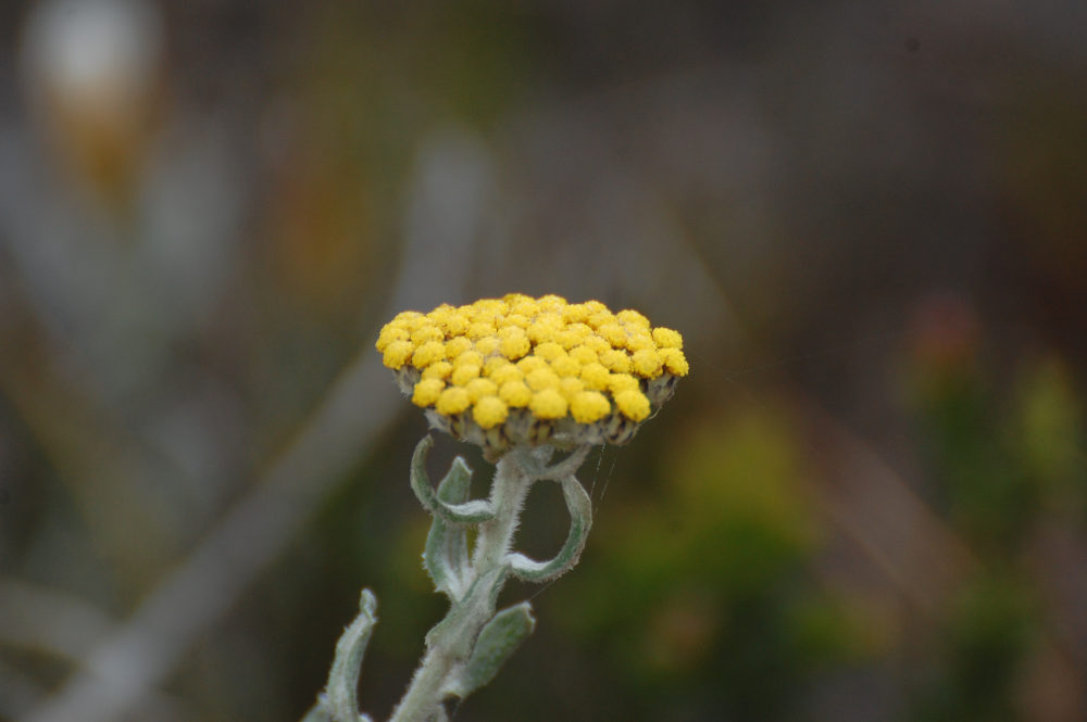 dal Sud Africa: Helichrysum dasyanthum (Asteraceae)