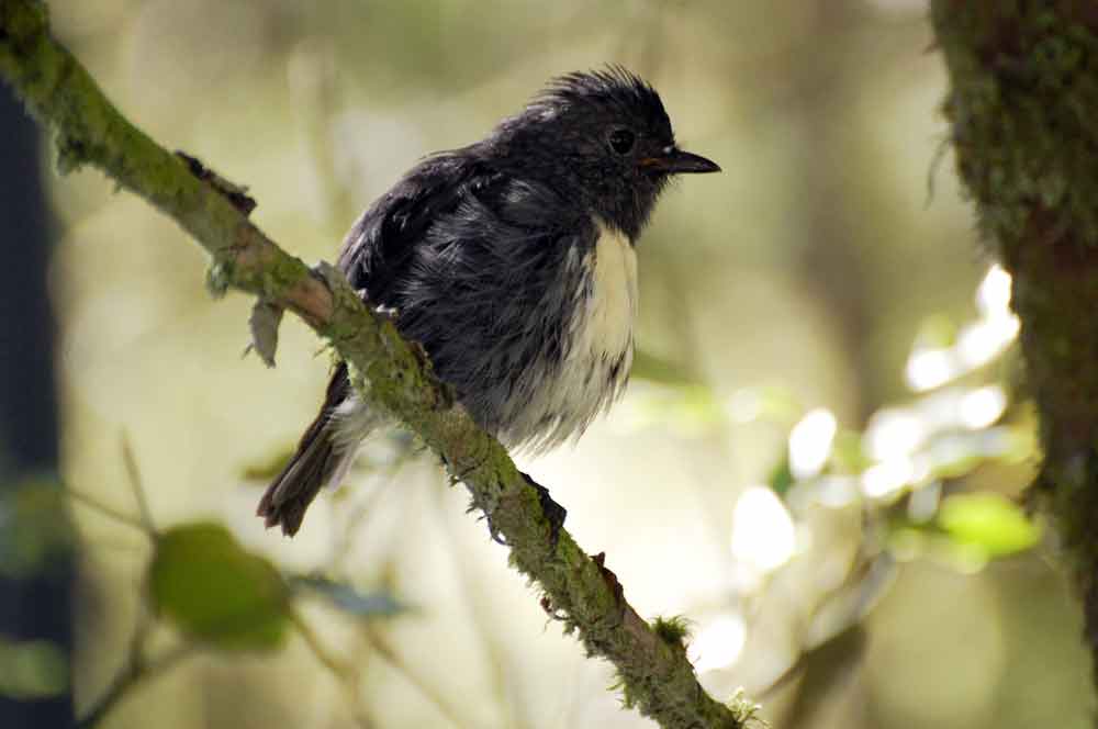 Balia: Petroica australis australis - Nuova Zelanda