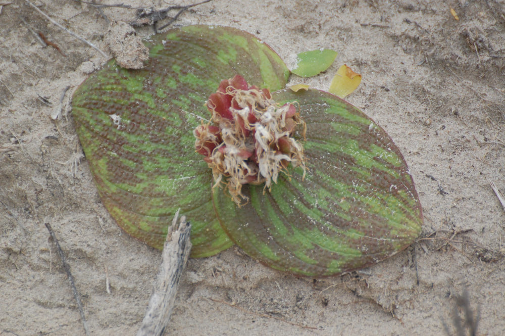 dal Sud Africa: Massonia longipes (Hyacinthaceae)