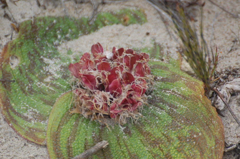 dal Sud Africa: Massonia longipes (Hyacinthaceae)