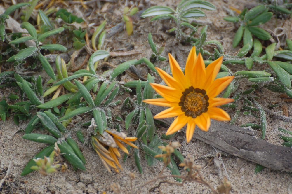 dal Sud Africa: Gazania pectinata (Asteraceae)